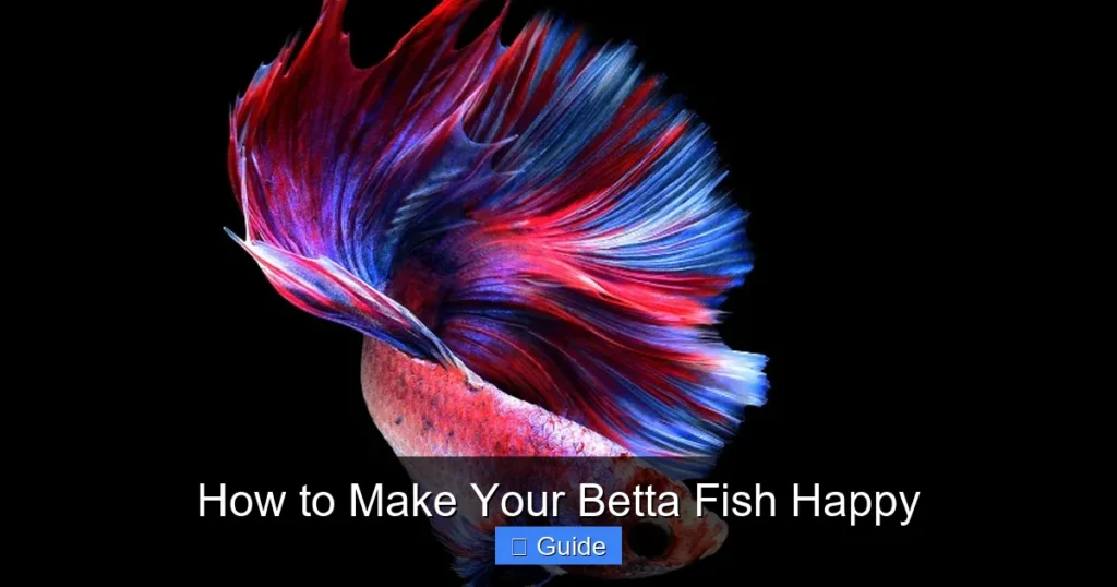 How to Make Your Betta Fish Happy
