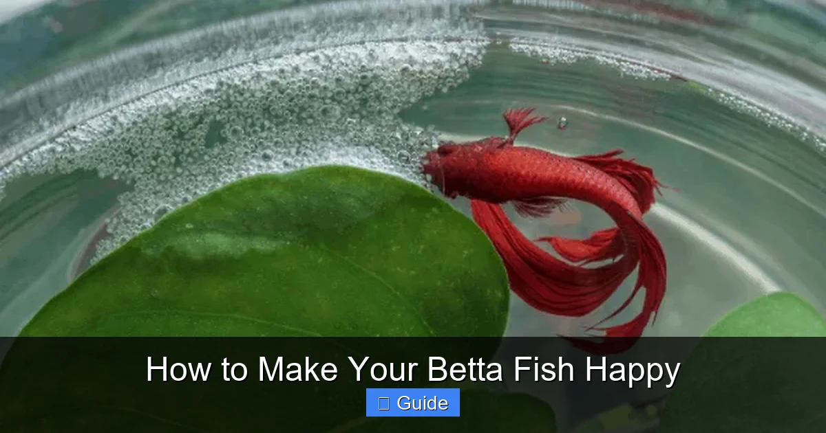 How to Make Your Betta Fish Happy