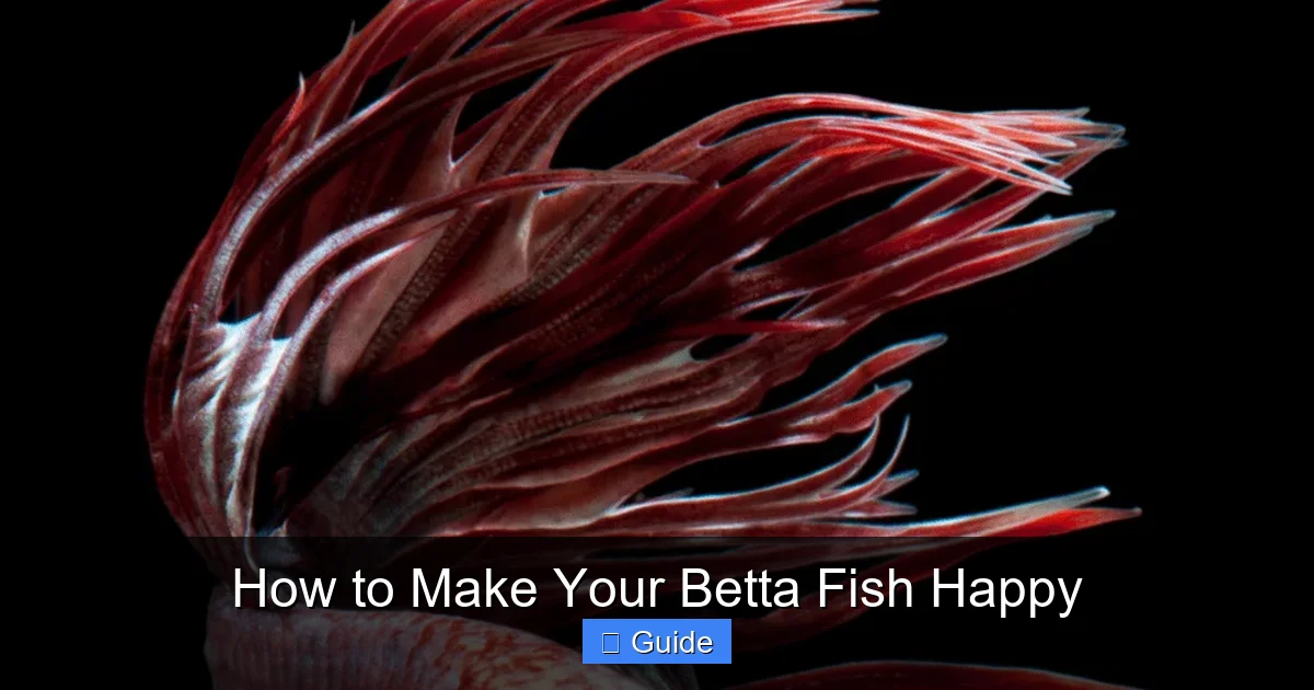 How to Make Your Betta Fish Happy