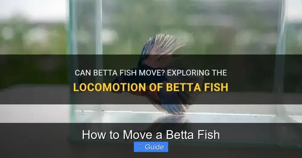 How to Move a Betta Fish