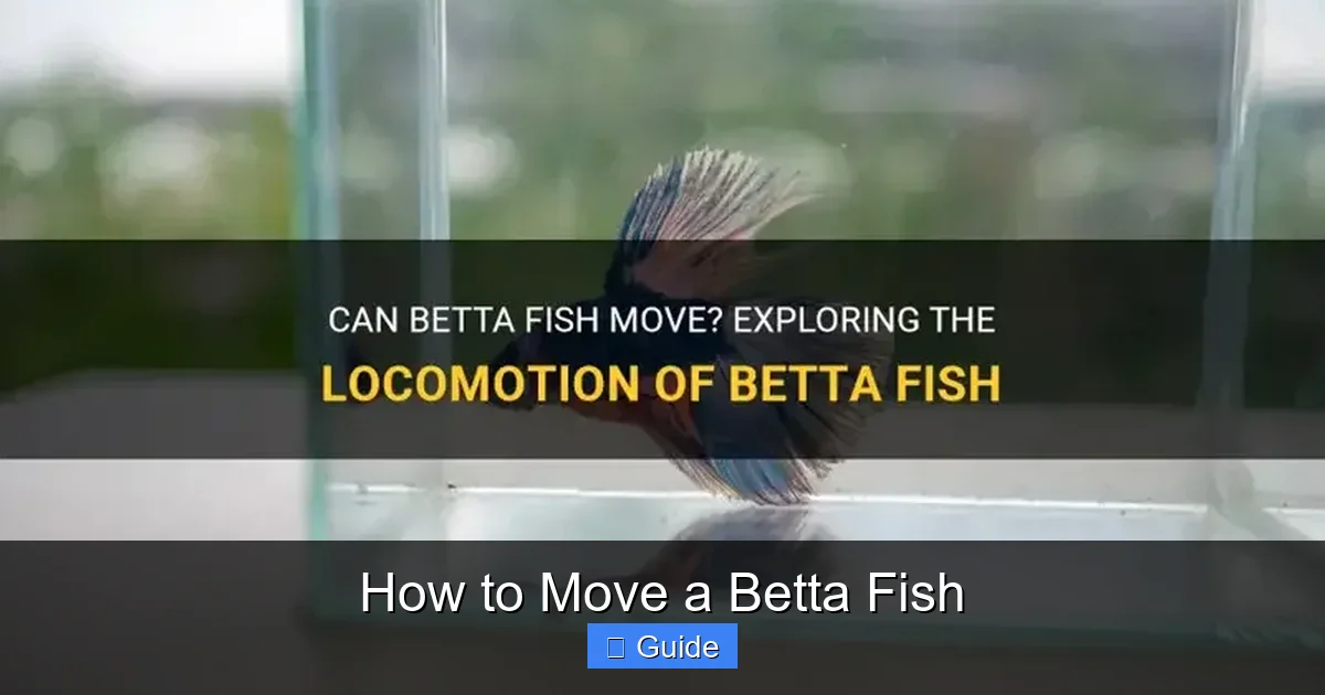 How to Move a Betta Fish