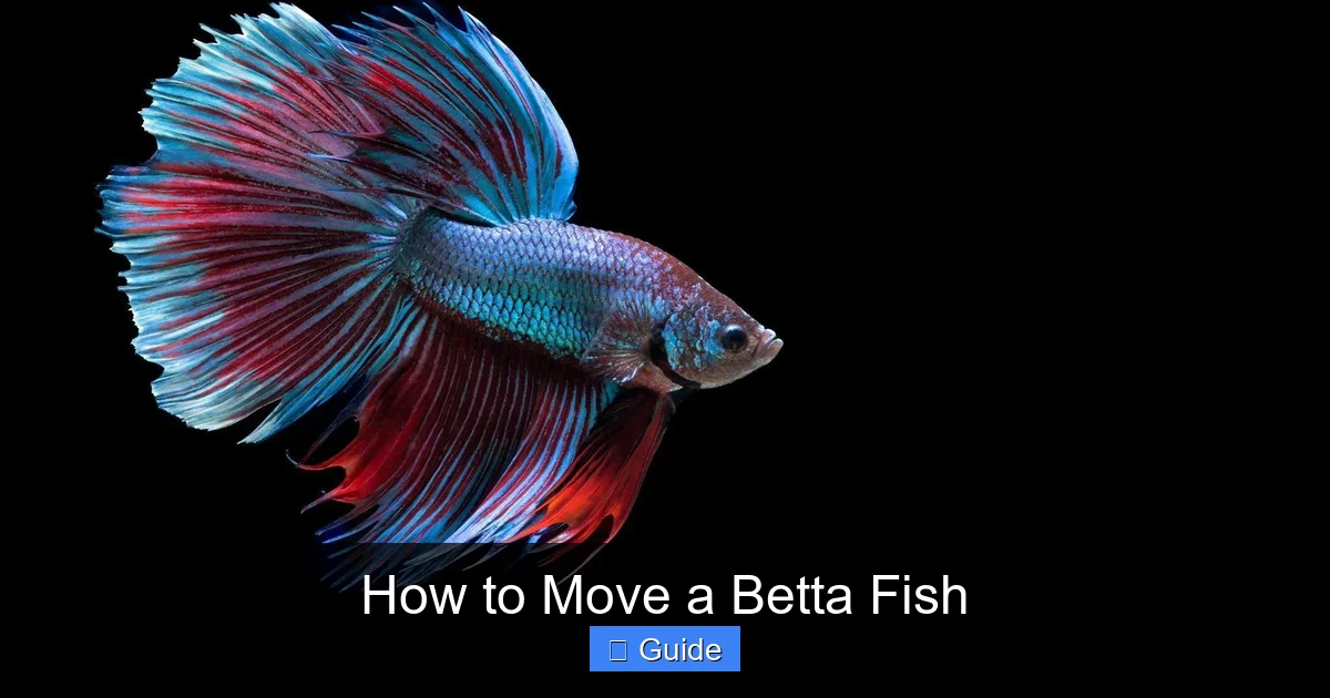 How to Move a Betta Fish