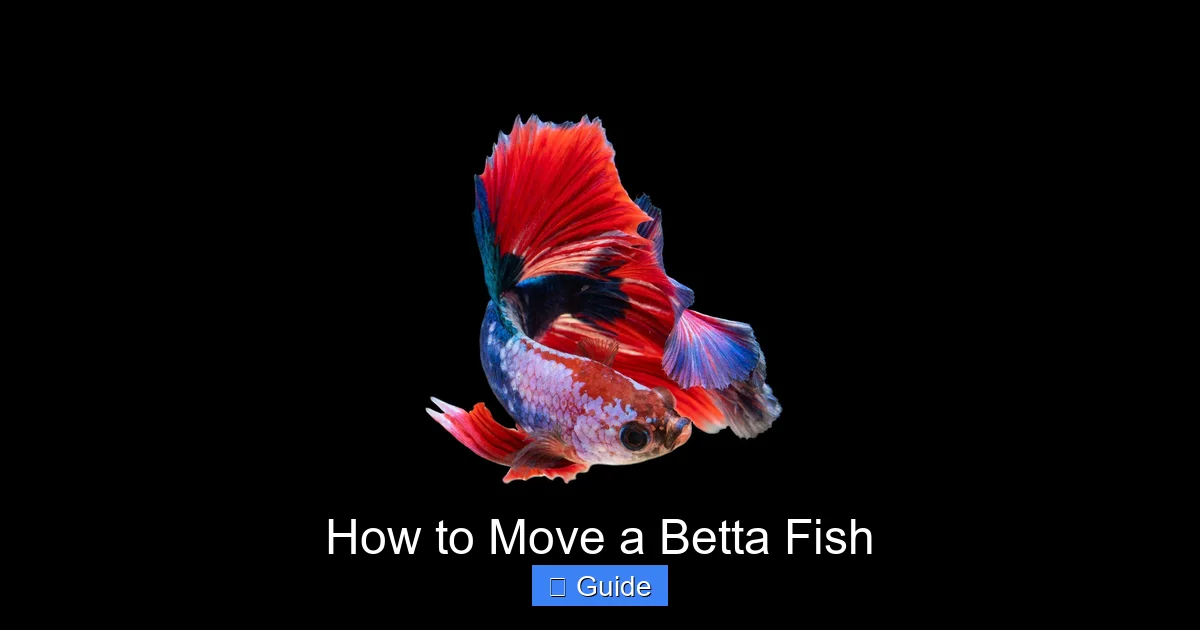 How to Move a Betta Fish