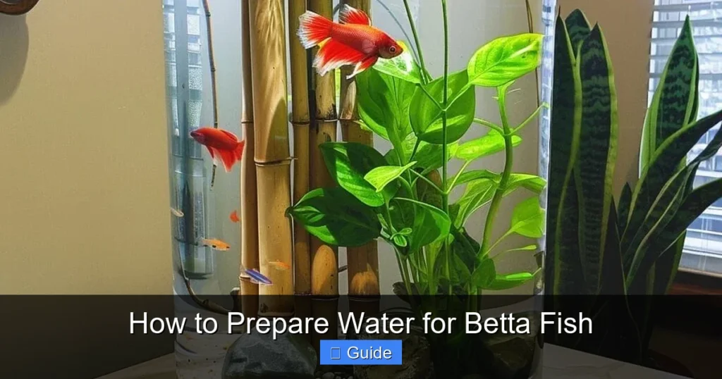 How to Prepare Water for Betta Fish