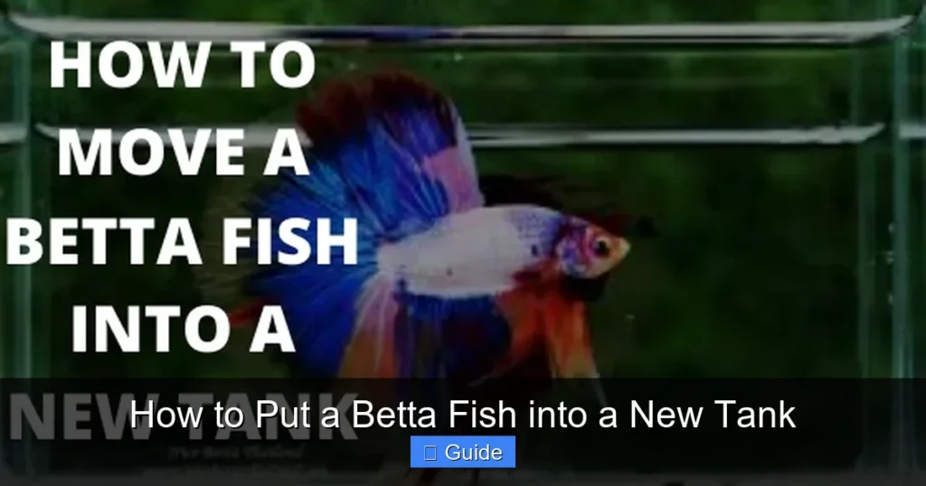 How to Put a Betta Fish into a New Tank