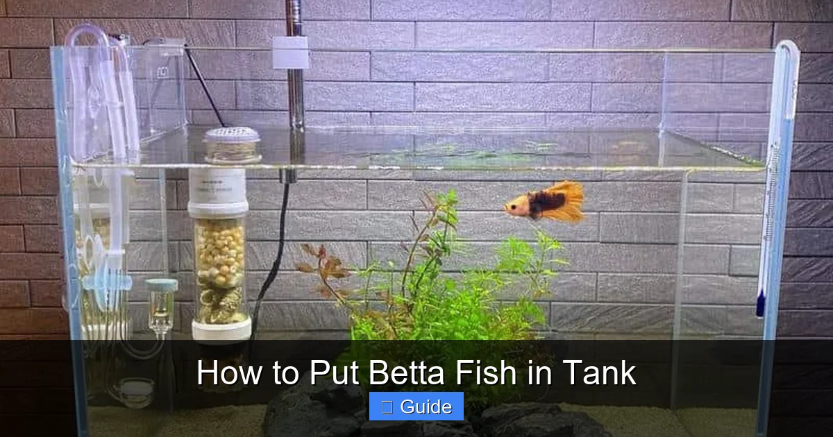 How to Put Betta Fish in Tank