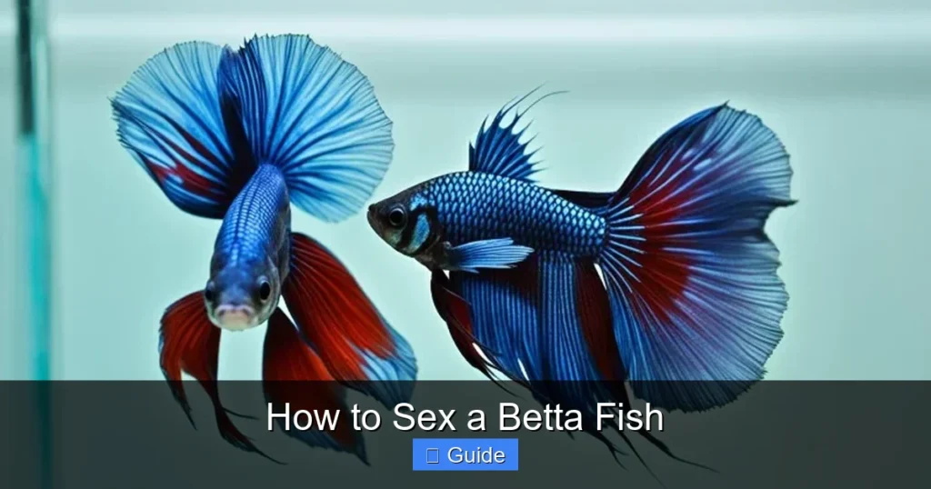 How to Sex a Betta Fish