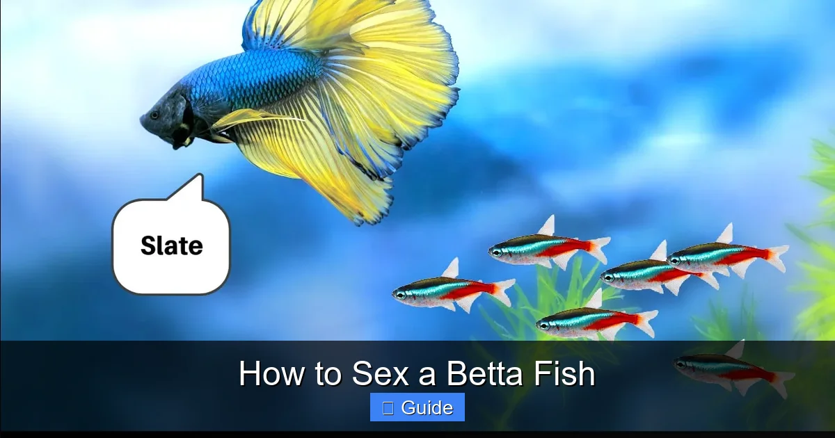 How to Sex a Betta Fish