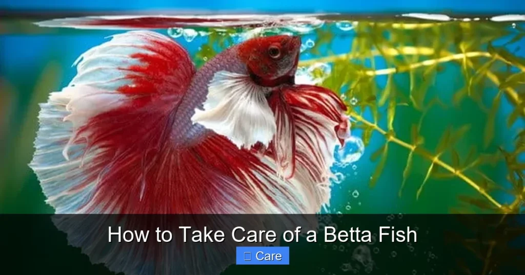 How to Take Care of a Betta Fish