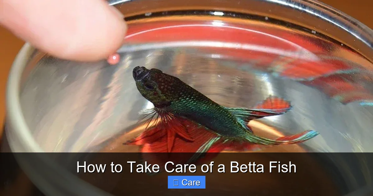How to Take Care of a Betta Fish