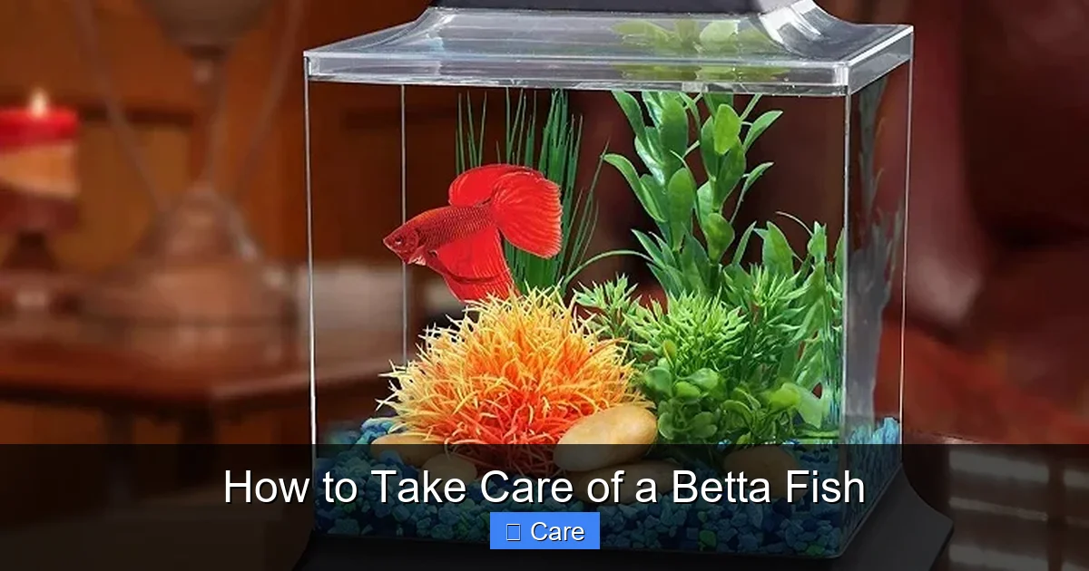 How to Take Care of a Betta Fish