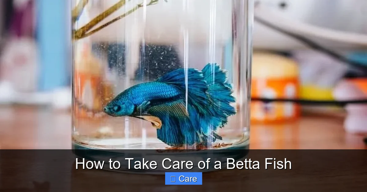 How to Take Care of a Betta Fish