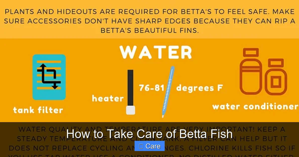 How to Take Care of Betta Fish