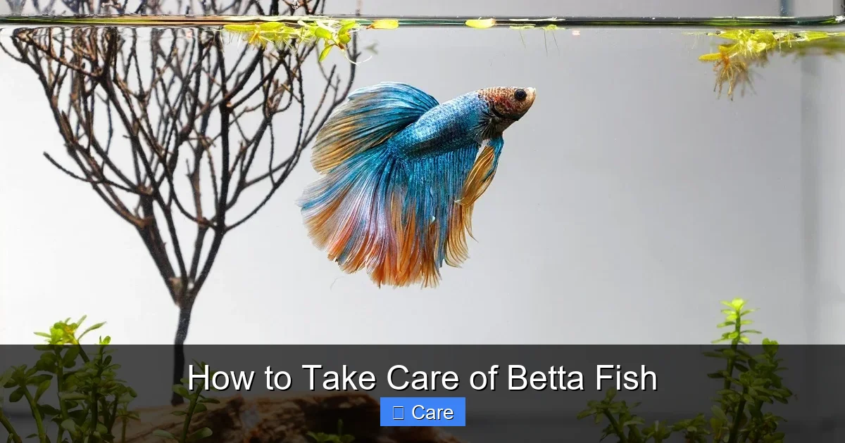 How to Take Care of Betta Fish