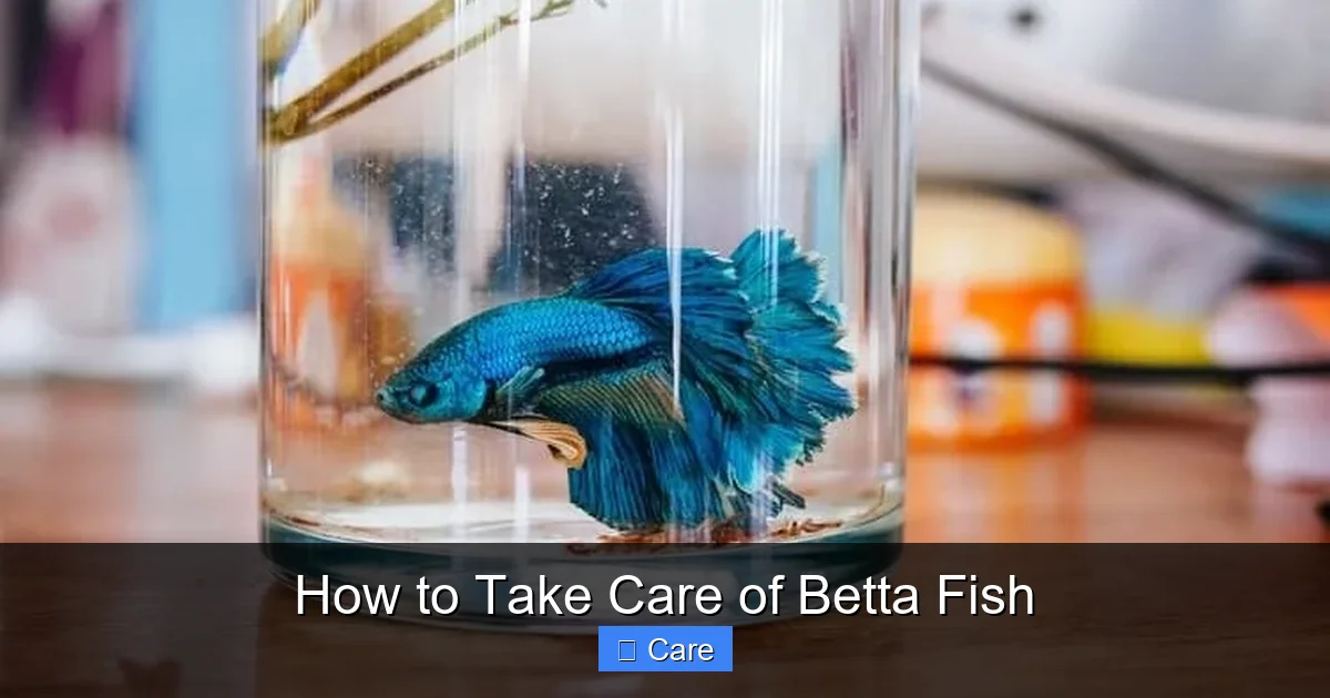 How to Take Care of Betta Fish