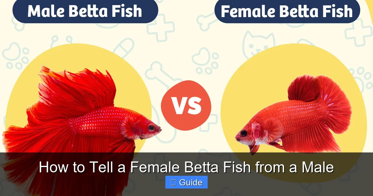 How to Tell a Female Betta Fish from a Male