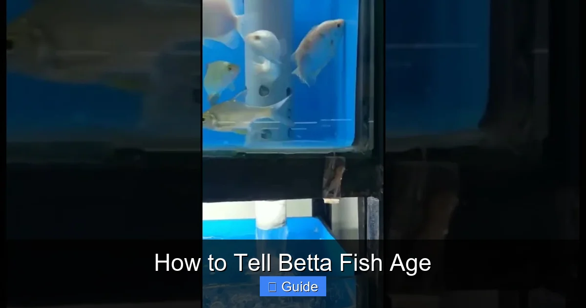 How to Tell Betta Fish Age