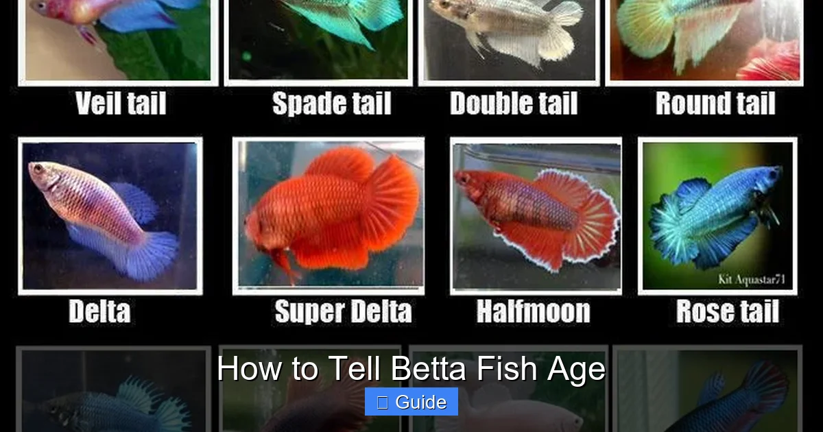 How to Tell Betta Fish Age