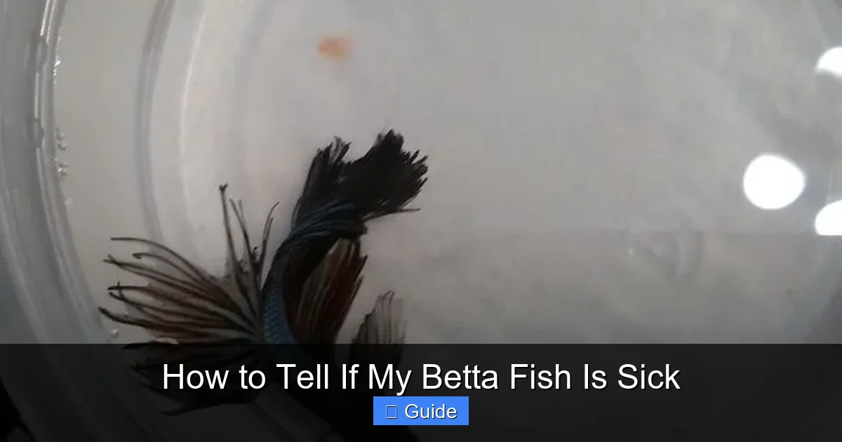 How to Tell If My Betta Fish Is Sick