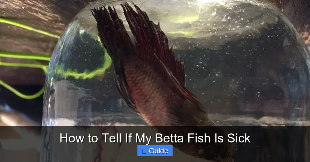 How to Tell If My Betta Fish Is Sick
