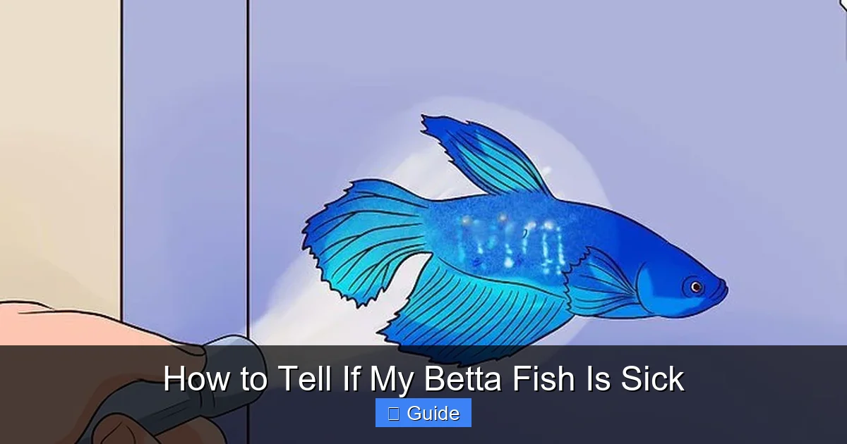 How to Tell If My Betta Fish Is Sick