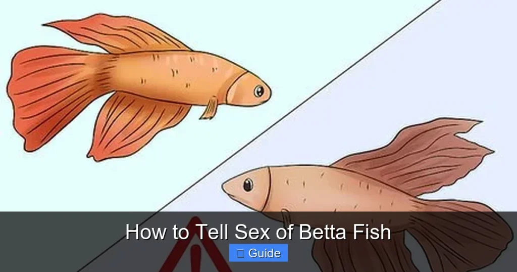 How to Tell Sex of Betta Fish