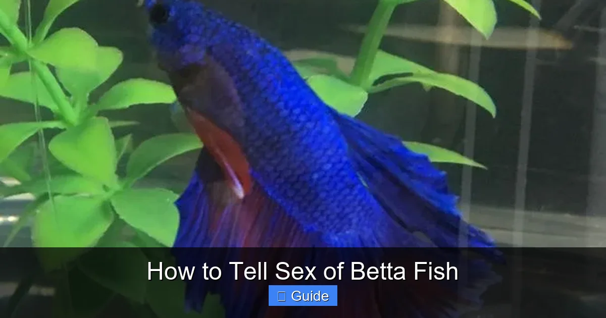How to Tell Sex of Betta Fish