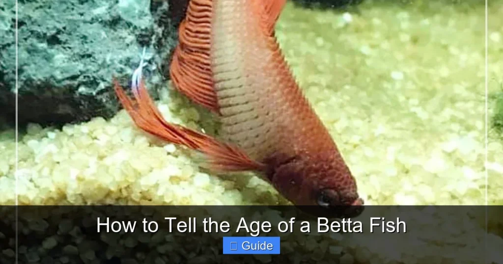 How to Tell the Age of a Betta Fish