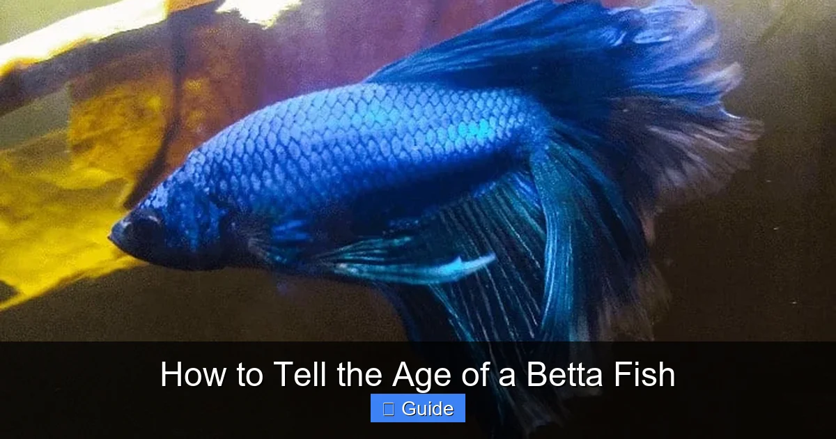 How to Tell the Age of a Betta Fish