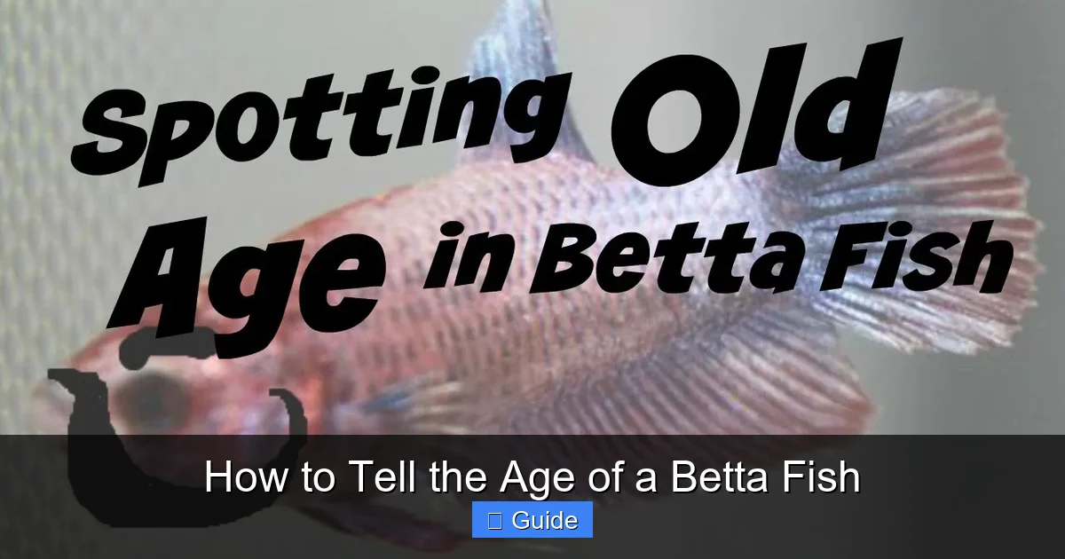How to Tell the Age of a Betta Fish