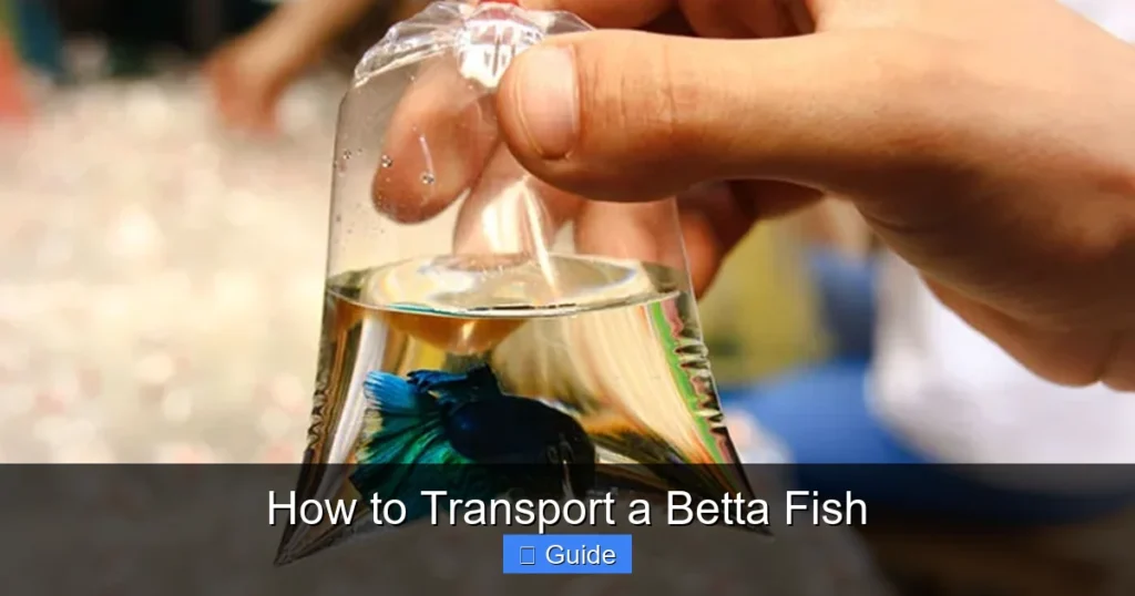 How to Transport a Betta Fish