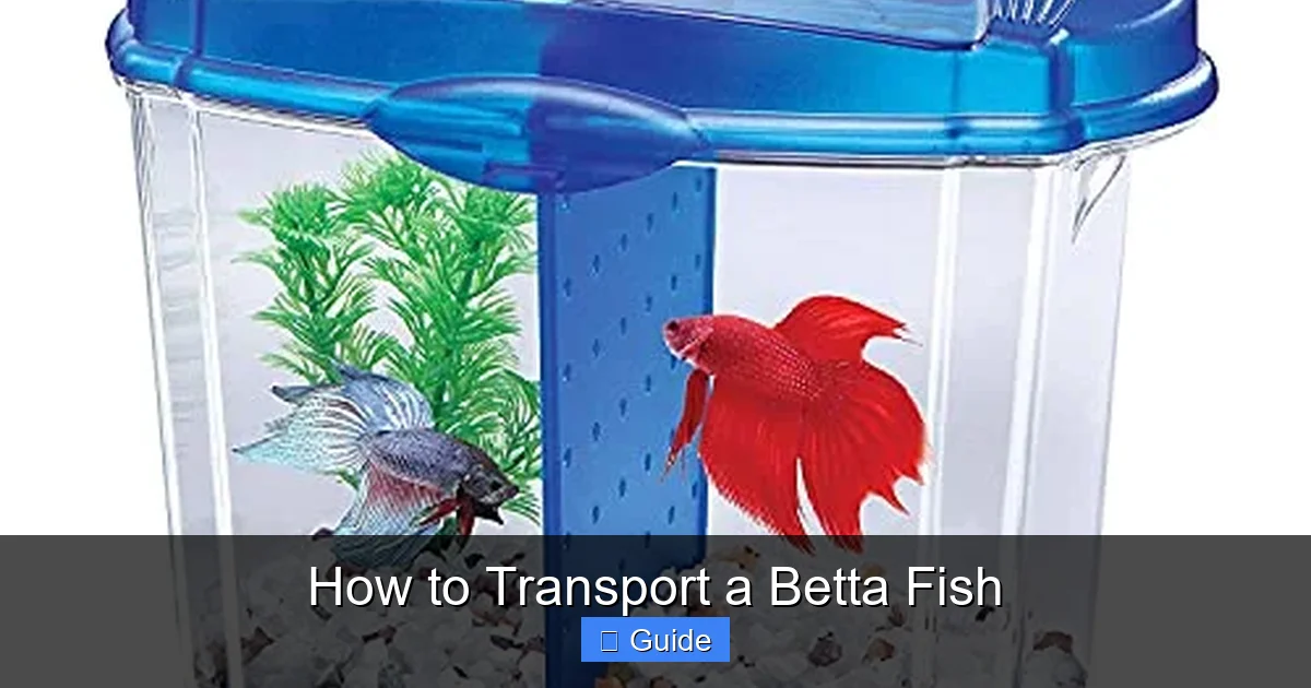 How to Transport a Betta Fish