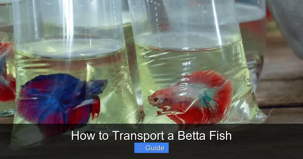 How to Transport a Betta Fish