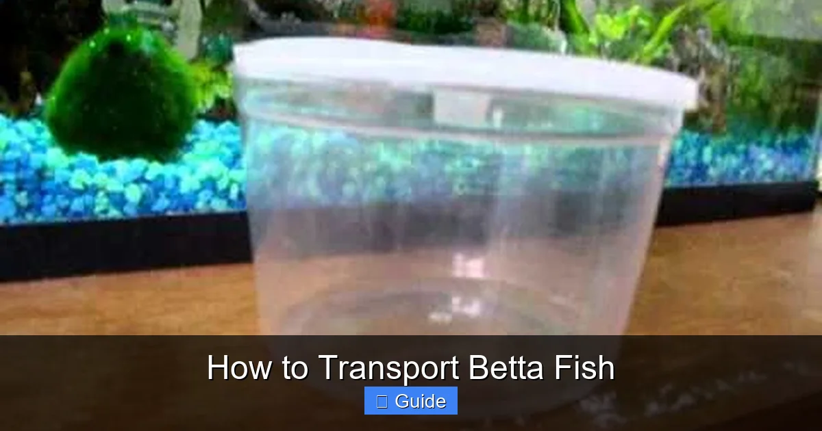 How to Transport Betta Fish