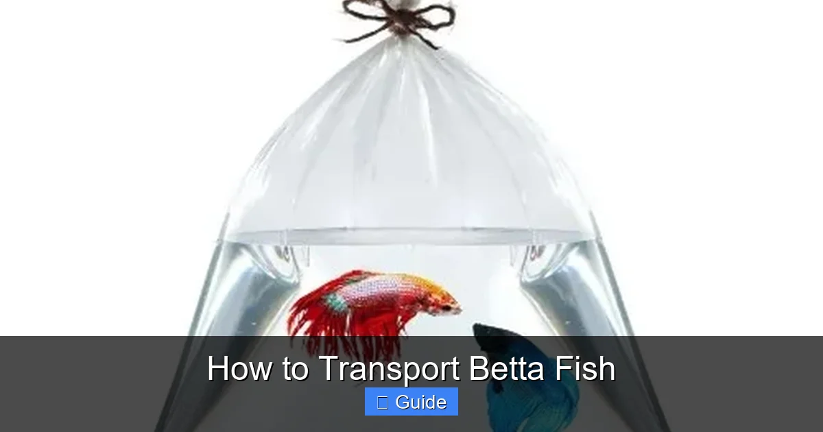 How to Transport Betta Fish