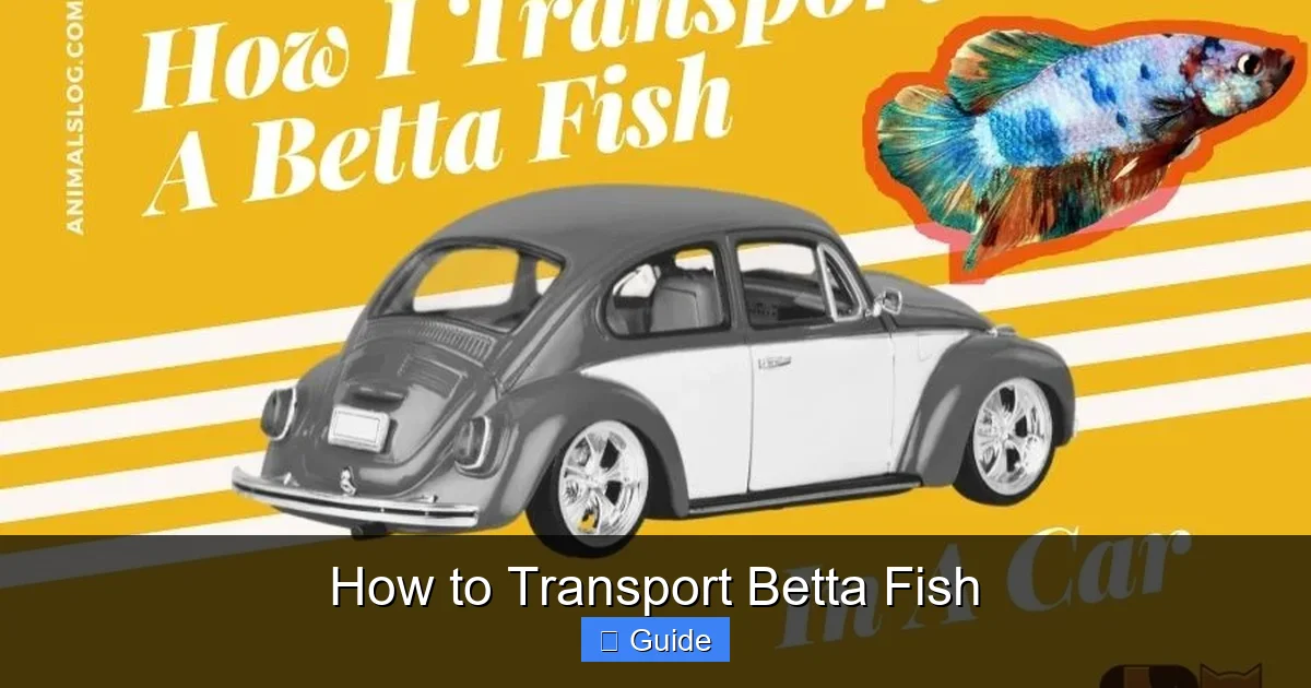 How to Transport Betta Fish