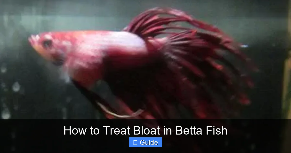How to Treat Bloat in Betta Fish