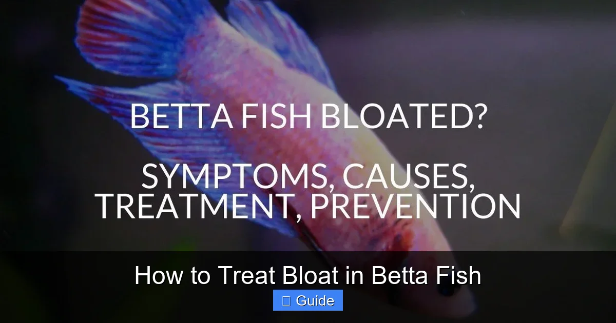 How to Treat Bloat in Betta Fish