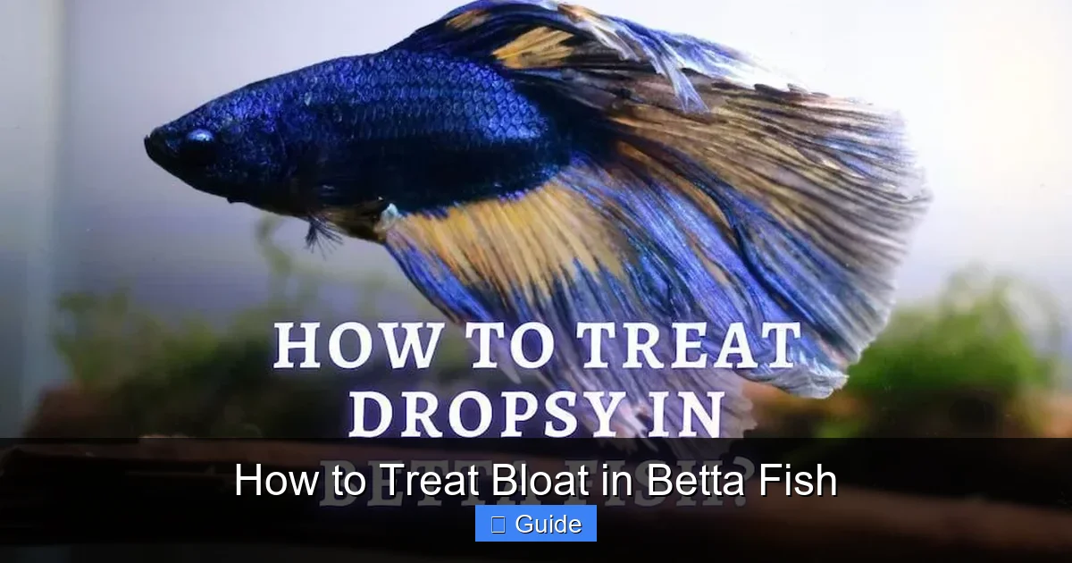 How to Treat Bloat in Betta Fish