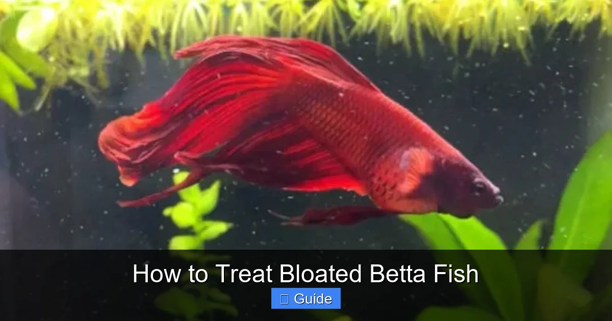 How to Treat Bloated Betta Fish