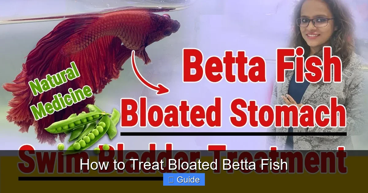 How to Treat Bloated Betta Fish