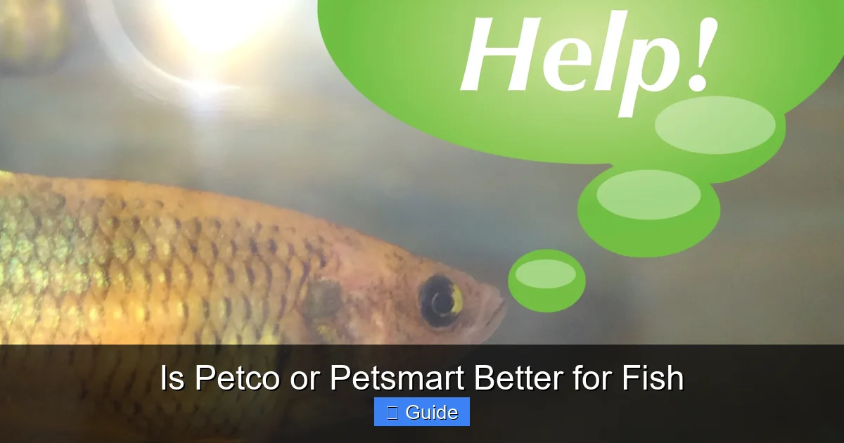 Is Petco or Petsmart Better for Fish