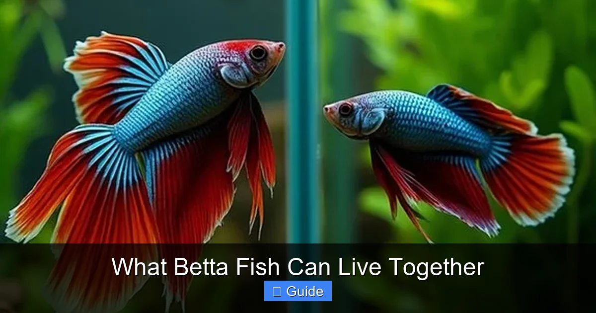 What Betta Fish Can Live Together