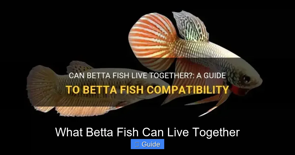 What Betta Fish Can Live Together