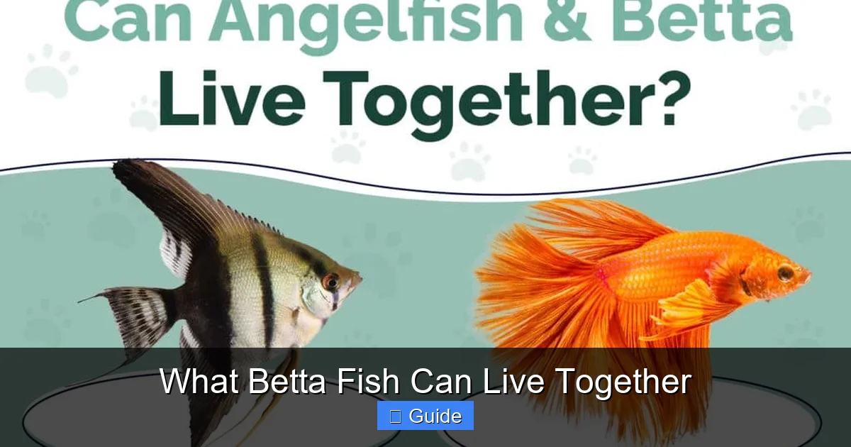 What Betta Fish Can Live Together