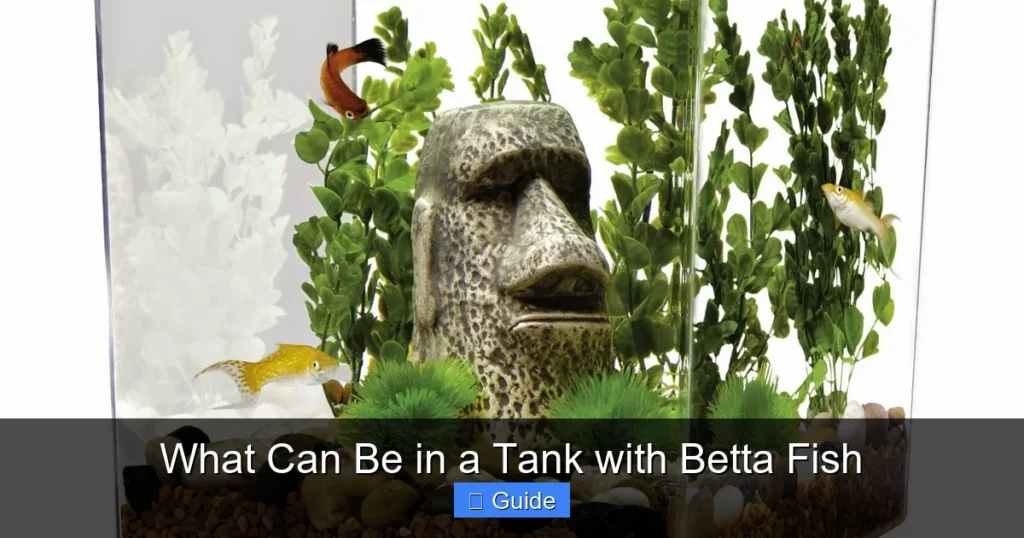 What Can Be in a Tank with Betta Fish