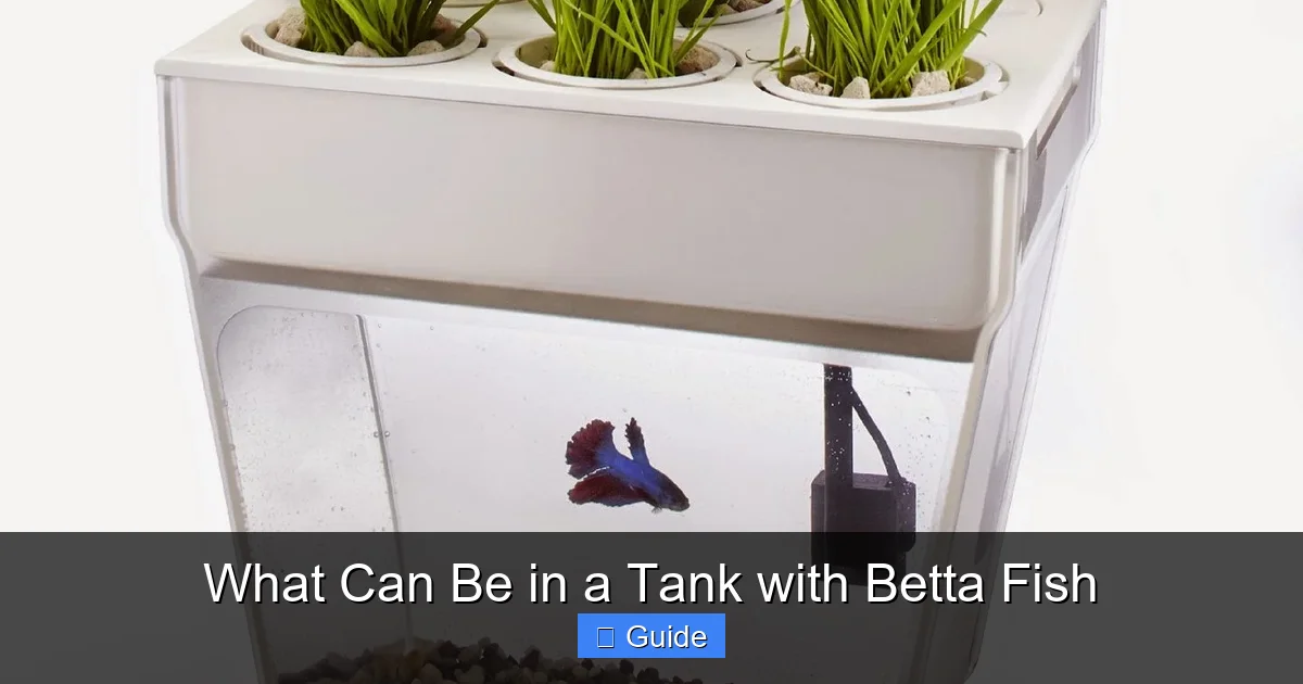 What Can Be in a Tank with Betta Fish