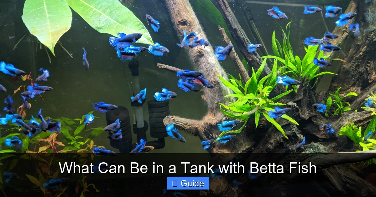 What Can Be in a Tank with Betta Fish