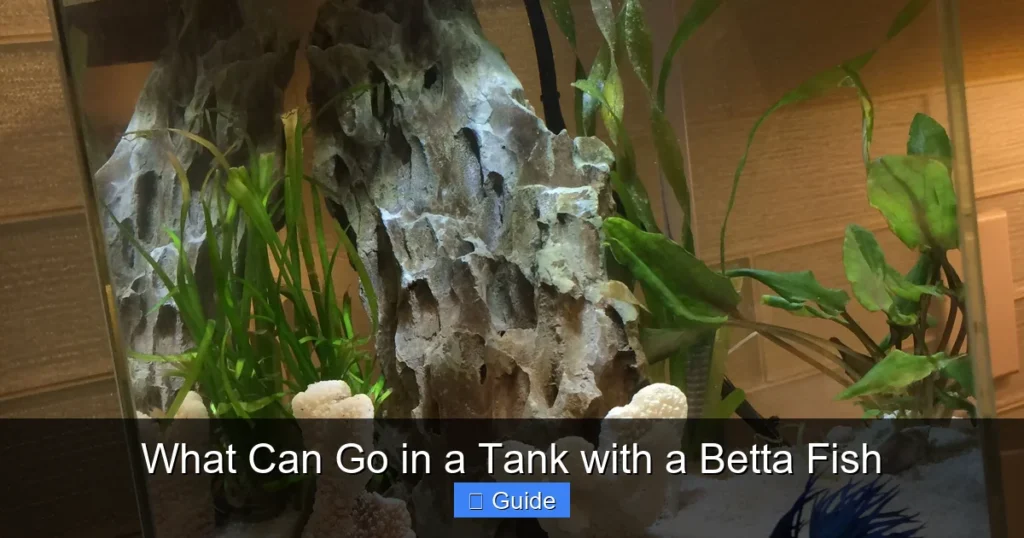 What Can Go in a Tank with a Betta Fish