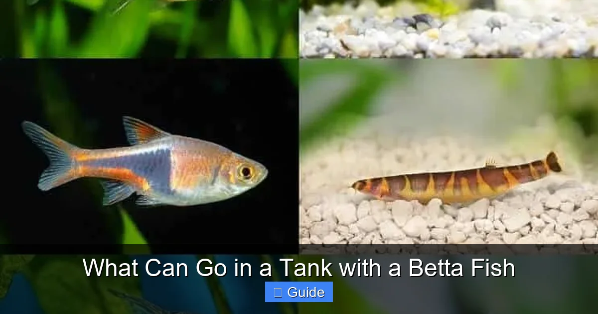 What Can Go in a Tank with a Betta Fish